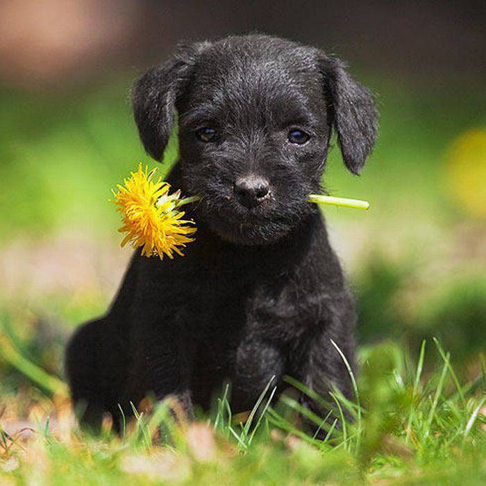 Foto pobudka #315 57