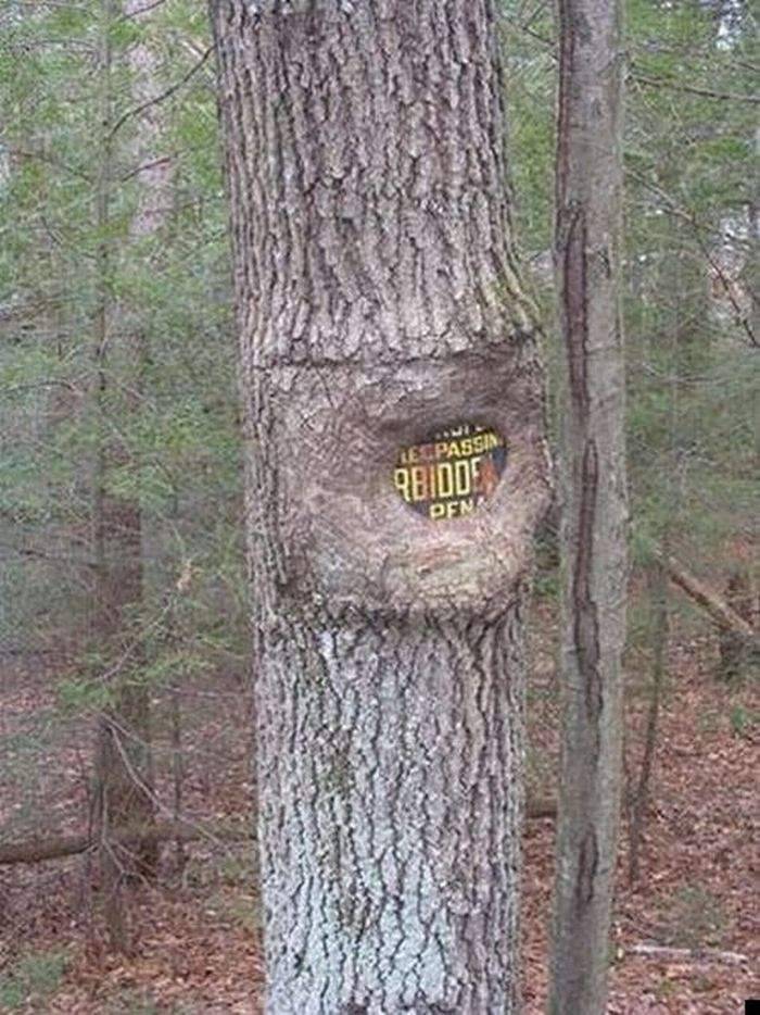 Natura zawsze sobie poradzi 20