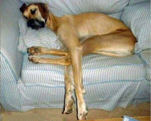 Dog Niemiecki 34