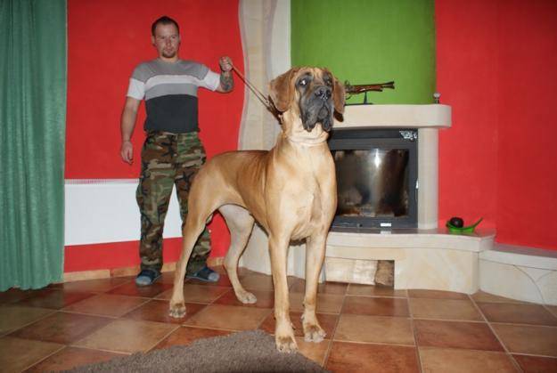 Dog Niemiecki 17