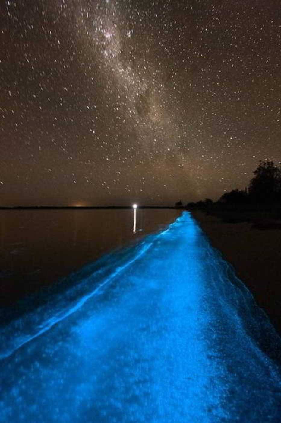 932x1400 Bioluminescencja 11