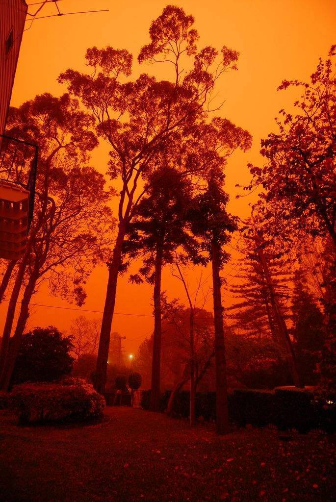 Pomarańczowe Sydney 32