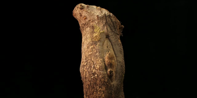 Daphne ou La Belle Plante 2015 480p x264-mSD Daphne ou La Belle Plante 2015 480p x264-mSD