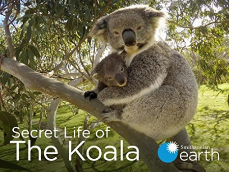 Secret Life of the Koala S01E01 Breeding Season WEB h264-CAFFEiNE