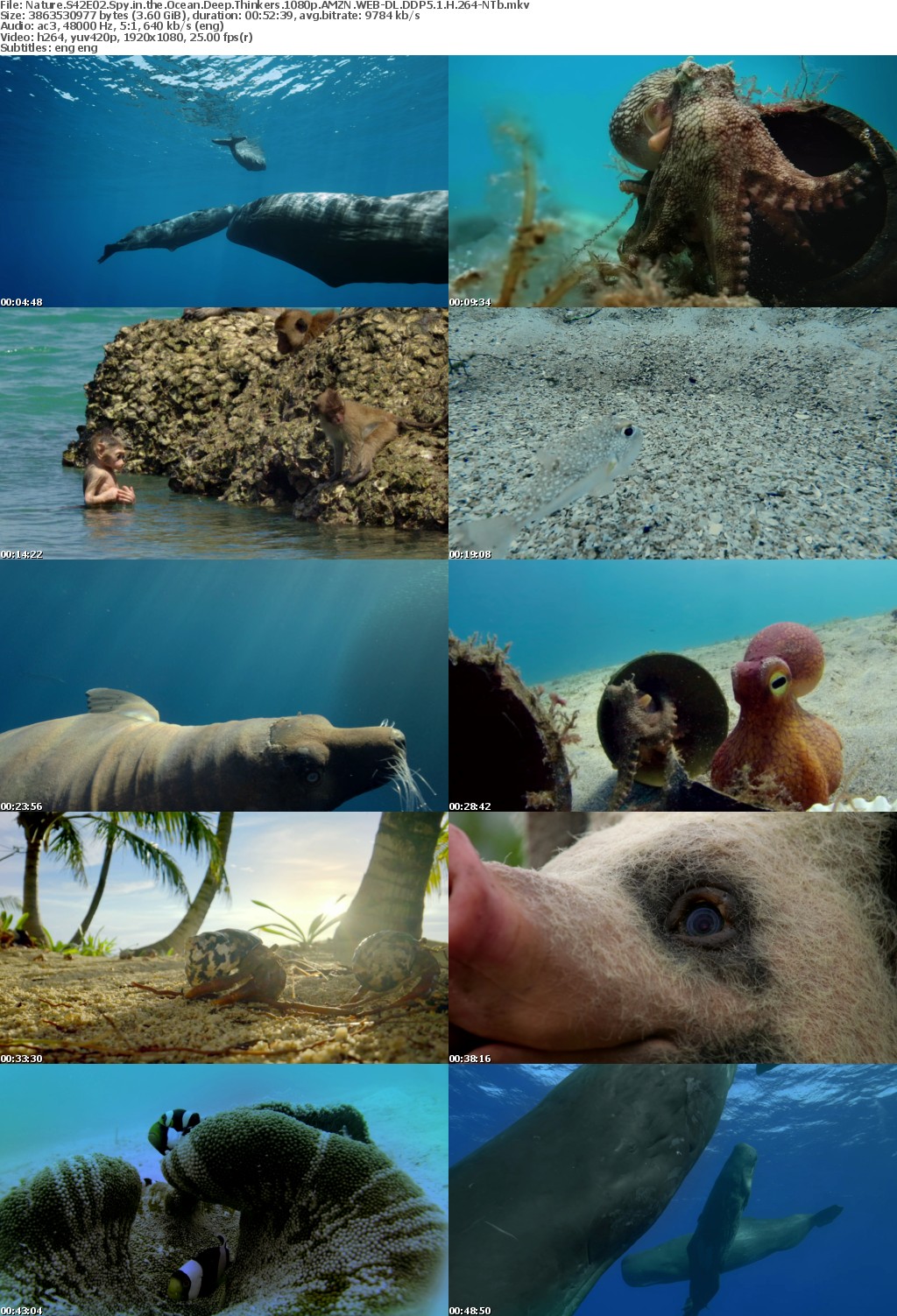 Nature S42E02 Spy in the Ocean Deep Thinkers 1080p AMZN WEB-DL DDP5 1 H 264-NTb
