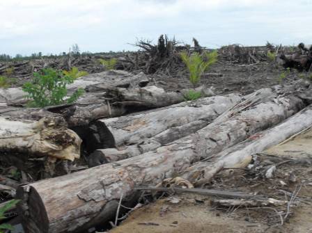 Penebangan Liar Dan Pembakaran Hutan Di Areal PT. Rendi Di Singkuang Madina 9320549497f9185afdb8454e14a80b03e2b8e56 Penebangan Liar Dan Pembakaran Hutan Di Areal PT. Rendi Di Singkuang Madina